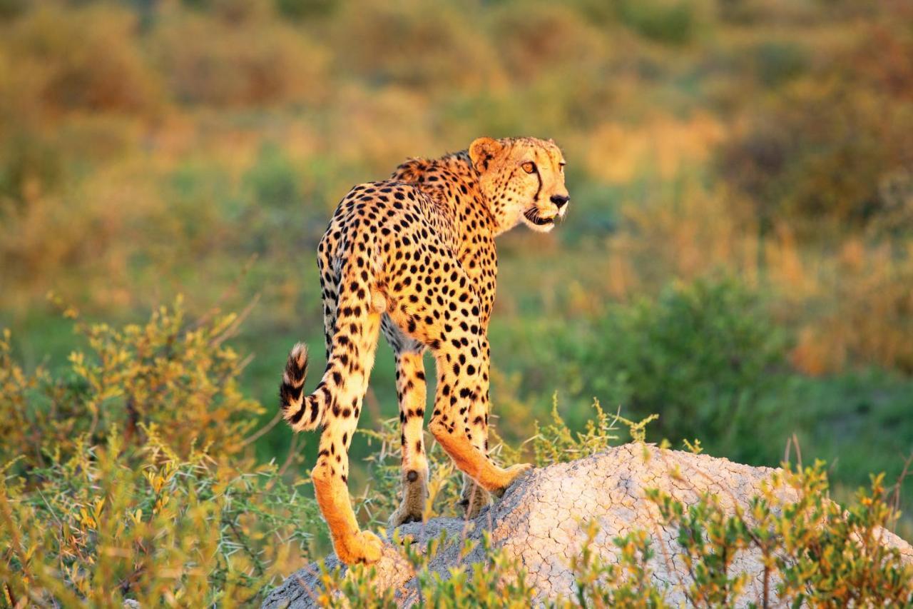 Madikwe Hills Private Game Lodge Защитен резерват „Мадикве“ Екстериор снимка