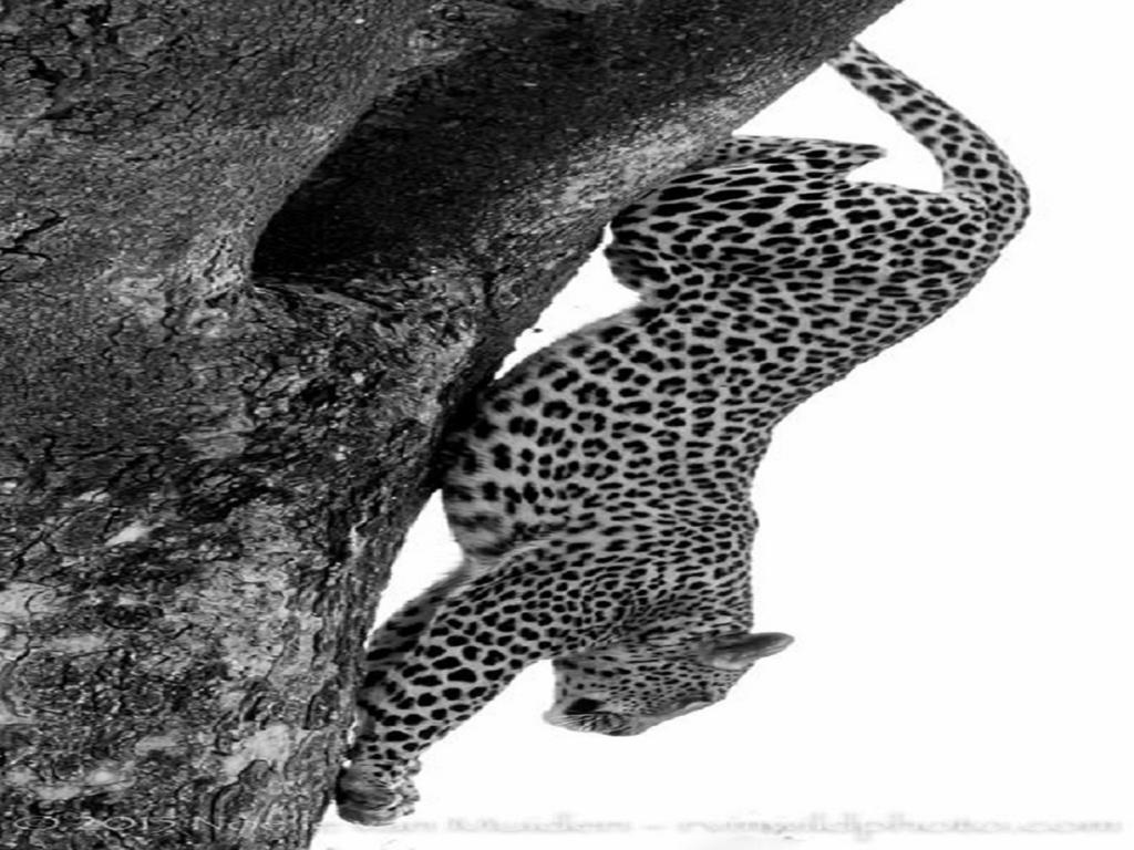 Madikwe Hills Private Game Lodge Защитен резерват „Мадикве“ Екстериор снимка