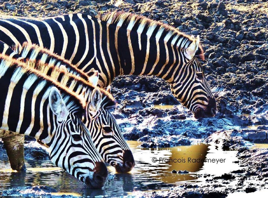 Madikwe Hills Private Game Lodge Защитен резерват „Мадикве“ Екстериор снимка